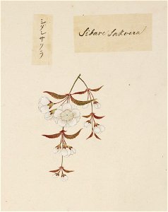 Naturalis Biodiversity Center - RMNH.ART.850 - Prunus pendula - Kawahara Keiga - 1823 - 1829 - Siebold Collection - pencil drawing - water colour