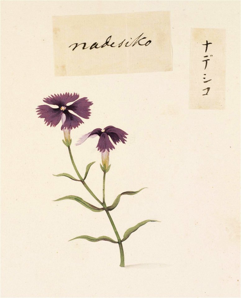 Naturalis Biodiversity Center - RMNH.ART.747 - Dianthus superbus var. - Kawahara Keiga - 1823 - 1829 - Siebold Collection - pencil drawing - water colour