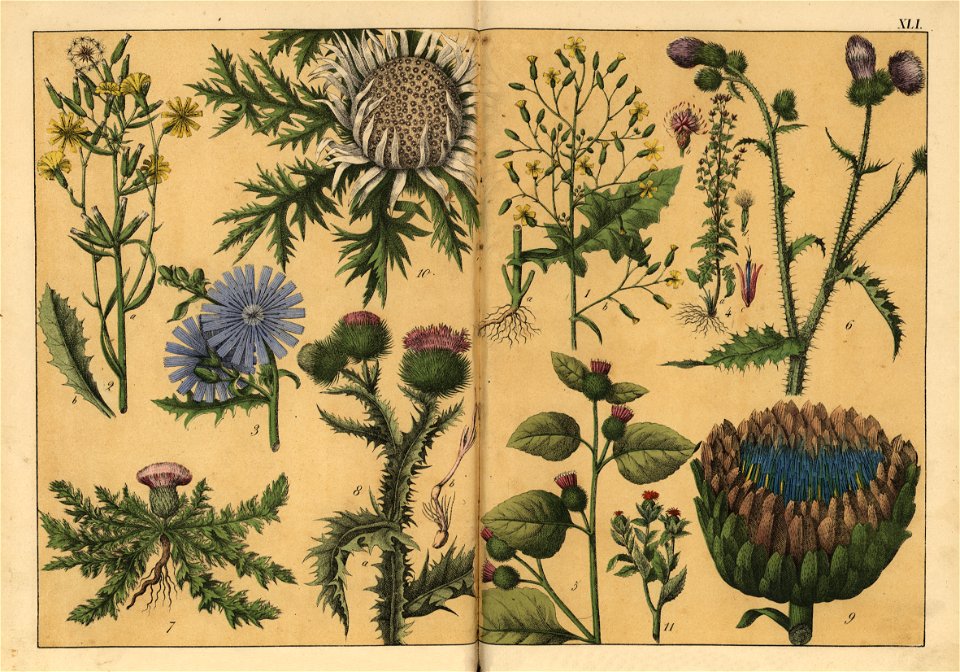 Naturgeschichte des Pflanzenreichs, Eßlingen 1870 - Tafel 041