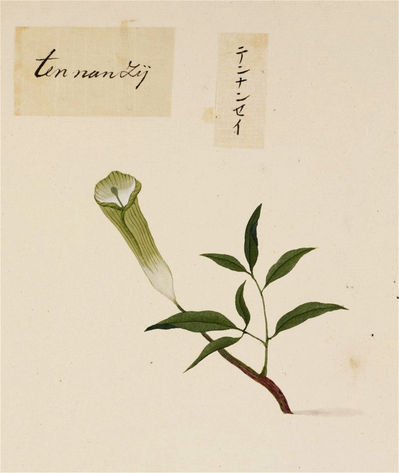 Naturalis Biodiversity Center - RMNH.ART.773 - Acorus calamus - Kawahara Keiga - 1823 - 1829 - Siebold Collection - pencil drawing - water colour