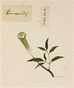 Naturalis Biodiversity Center - RMNH.ART.773 - Acorus calamus - Kawahara Keiga - 1823 - 1829 - Siebold Collection - pencil drawing - water colour
