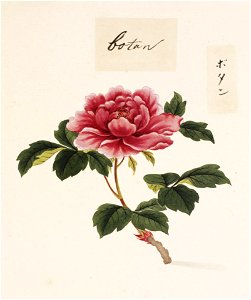 Naturalis Biodiversity Center - RMNH.ART.741 - Paeonia suffruticosa - Kawahara Keiga - 1823 - 1829 - Siebold Collection - pencil drawing - water colour