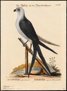 Nauclerus furcatus - 1700-1880 - Print - Iconographia Zoologica - Special Collections University of Amsterdam - UBA01 IZ18200348
