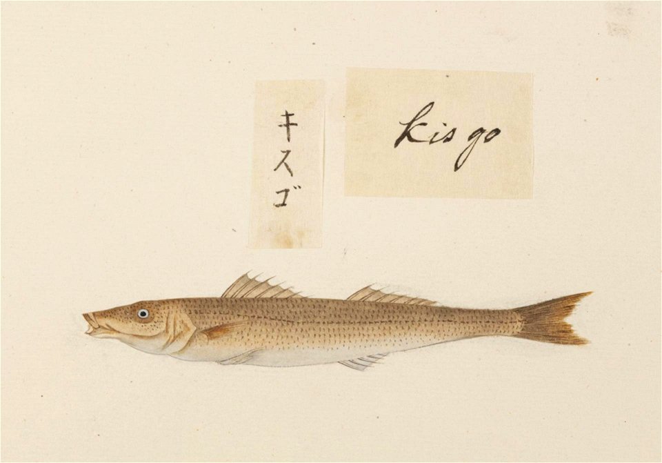 Naturalis Biodiversity Center - RMNH.ART.539 - Sillago japonica - Kawahara Keiga - 1823 - 1829 - Siebold Collection - pencil drawing - water colour