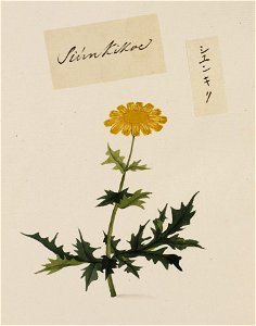 Naturalis Biodiversity Center - RMNH.ART.777 - Chrysanthemum coronarium - Kawahara Keiga - 1823 - 1829 - Siebold Collection - pencil drawing - water colour