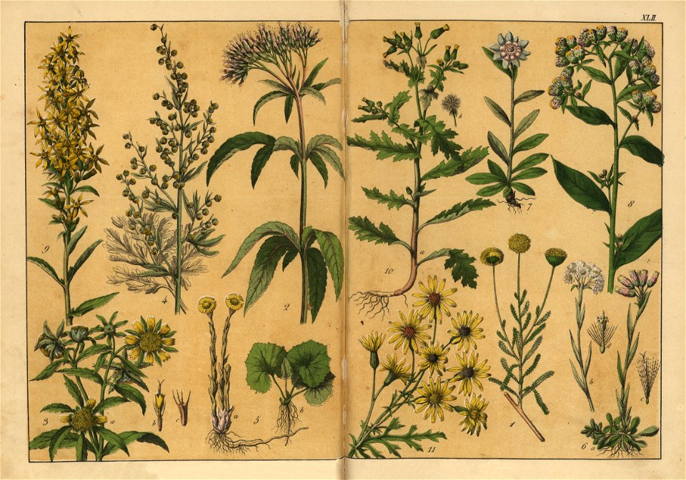 Naturgeschichte des Pflanzenreichs, Eßlingen 1870 - Tafel 042