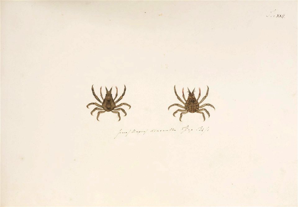 Naturalis Biodiversity Center - RMNH.ART.884 - Hyastenus diacanthus - Kawahara Keiga - 1823 - 1829 - Siebold Collection - pencil drawing - water colour
