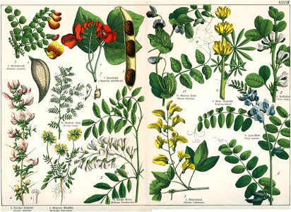 Naturgeschichte des Pflanzenreichs Tafel XXXVII. Free illustration for personal and commercial use.