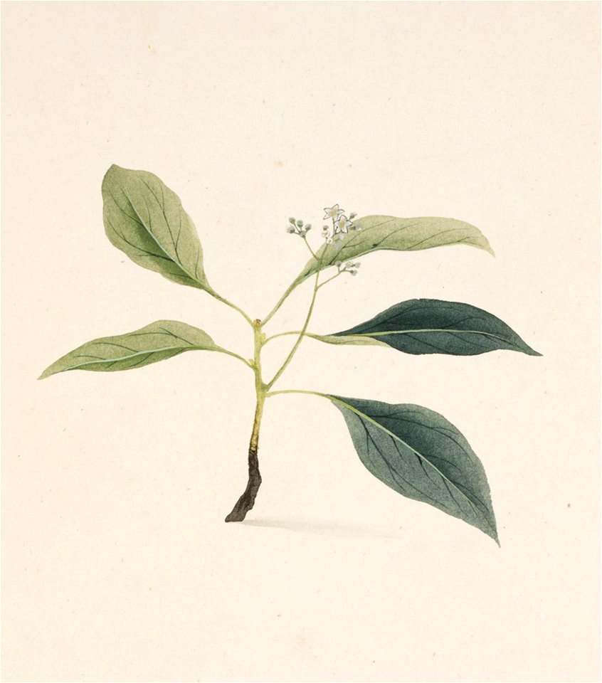 Naturalis Biodiversity Center - RMNH.ART.807 - Unidentified plant - Kawahara Keiga - 1823 - 1829 - Siebold Collection - pencil drawing - water colour