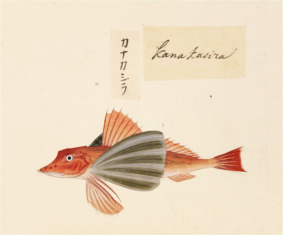 Naturalis Biodiversity Center - RMNH.ART.540 - Chelidonichthys spinosus - Kawahara Keiga - 1823 - 1829 - Siebold Collection - pencil drawing - water colour