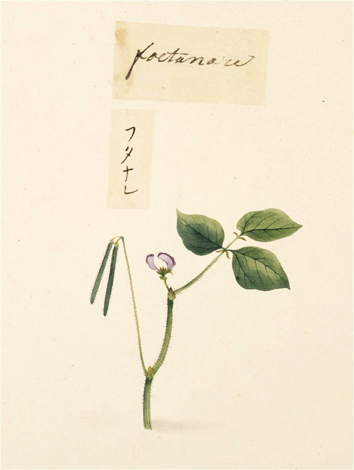 Naturalis Biodiversity Center - RMNH.ART.657 - Unidentified plants - Kawahara Keiga - 1823 - 1829 - Siebold Collection - pencil drawing - water colour