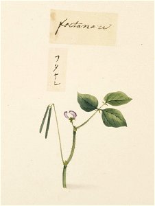 Naturalis Biodiversity Center - RMNH.ART.657 - Unidentified plants - Kawahara Keiga - 1823 - 1829 - Siebold Collection - pencil drawing - water colour