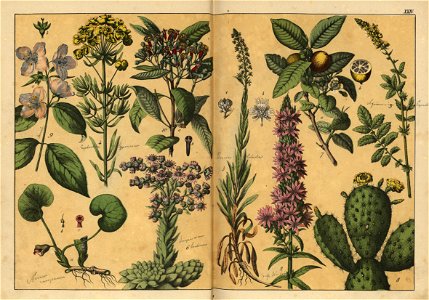 Naturgeschichte des Pflanzenreichs, Eßlingen 1870 - Tafel 024