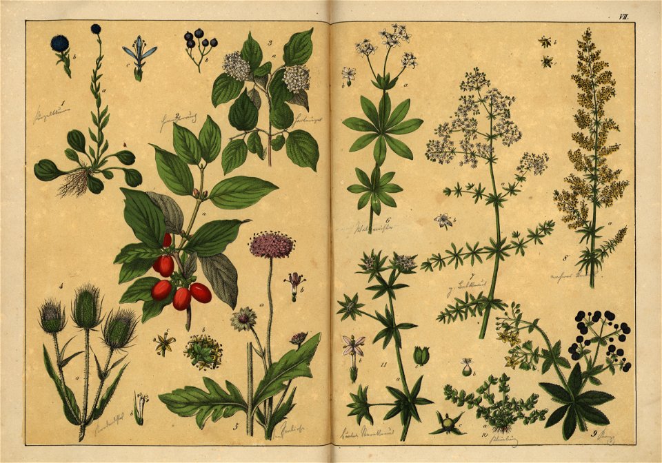 Naturgeschichte des Pflanzenreichs, Eßlingen 1870 - Tafel 007
