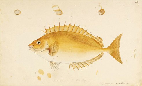 Naturalis Biodiversity Center - RMNH.ART.673 - Siganus fuscescens (Houttuyn) - Kawahara Keiga - 1823 - 1829 - Siebold Collection - pencil drawing - water colour. Free illustration for personal and commercial use.