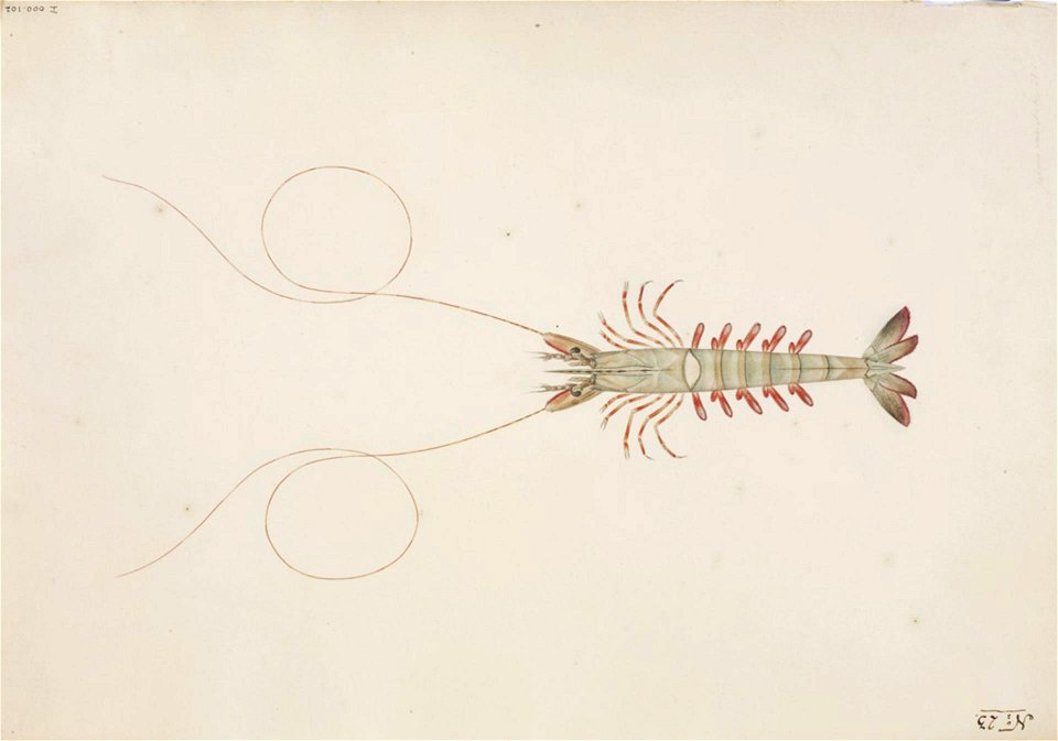 Naturalis Biodiversity Center - RMNH.ART.55 - Penaeus semisulcatus - Kawahara Keiga - 1823 - 1829 - Siebold Collection - pencil drawing - water colour