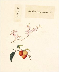 Naturalis Biodiversity Center - RMNH.ART.648 - Prunus japonica - Kawahara Keiga - 1823 - 1829 - Siebold Collection - pencil drawing - water colour. Free illustration for personal and commercial use.