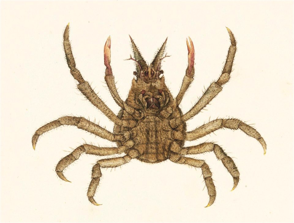 Naturalis Biodiversity Center - RMNH.ART.883 - Hyastenus diacanthus - Kawahara Keiga - 1823 - 1829 - Siebold Collection - pencil drawing - water colour