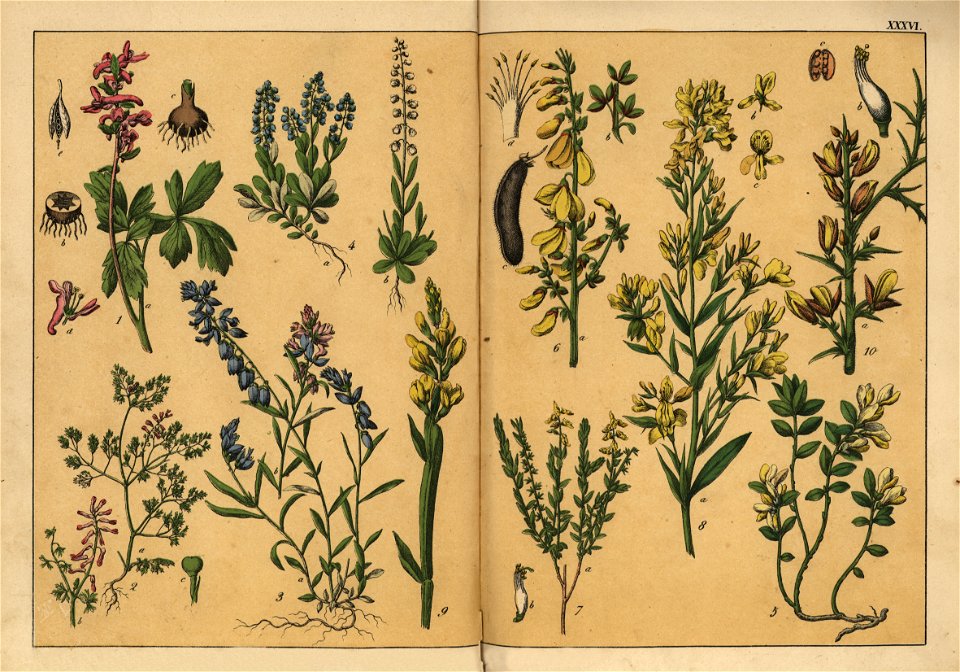 Naturgeschichte des Pflanzenreichs, Eßlingen 1870 - Tafel 036