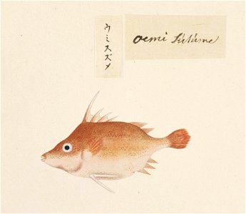 Naturalis Biodiversity Center - RMNH.ART.555 - Triacanthus anomalus - Kawahara Keiga - 1823 - 1829 - Siebold Collection - pencil drawing - water colour