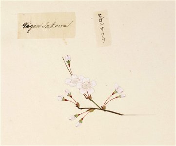 Naturalis Biodiversity Center - RMNH.ART.852 - Prunus subhirtella - Kawahara Keiga - 1823 - 1829 - Siebold Collection - pencil drawing - water colour