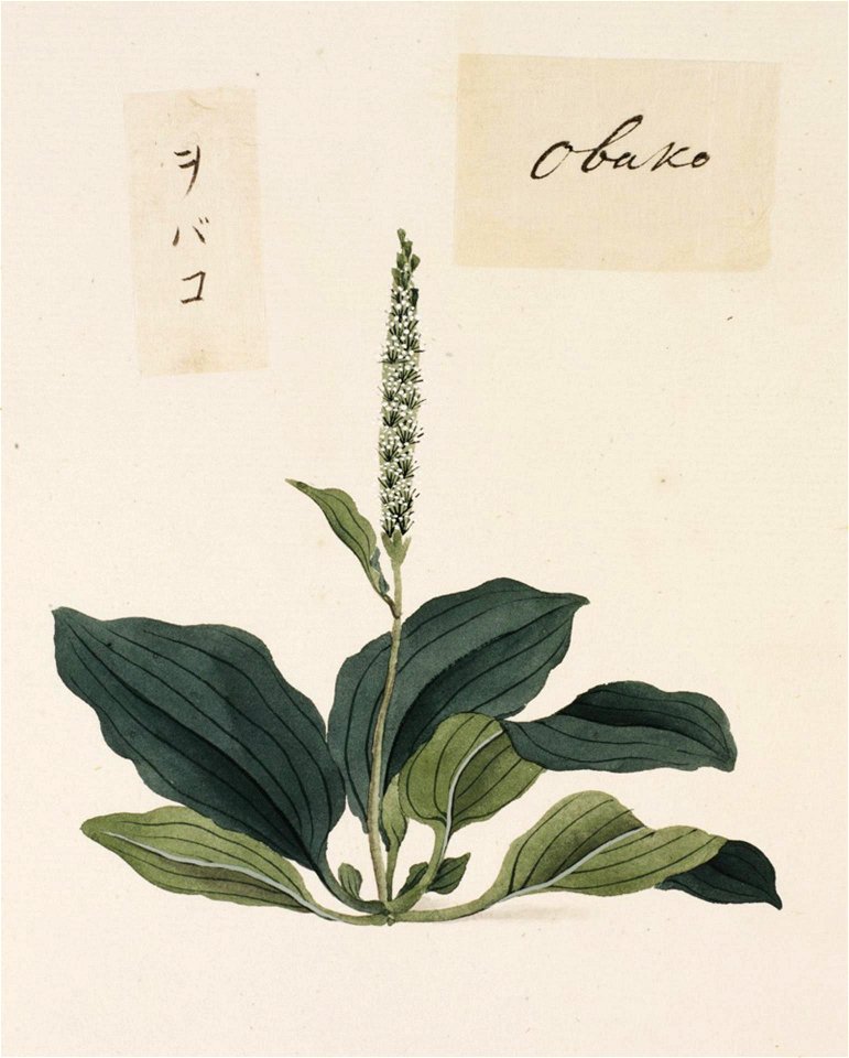 Naturalis Biodiversity Center - RMNH.ART.693 - Plantago asiatica - Kawahara Keiga - 1823 - 1829 - Siebold Collection - pencil drawing - water colour
