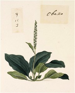 Naturalis Biodiversity Center - RMNH.ART.693 - Plantago asiatica - Kawahara Keiga - 1823 - 1829 - Siebold Collection - pencil drawing - water colour