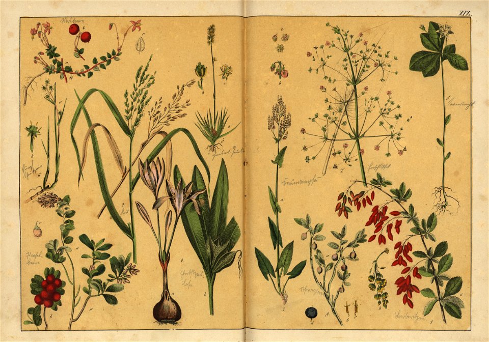 Naturgeschichte des Pflanzenreichs, Eßlingen 1870 - Tafel 019