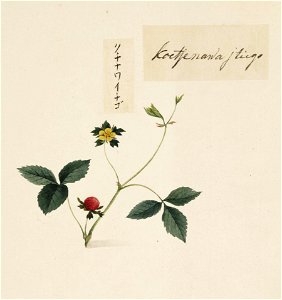 Naturalis Biodiversity Center - RMNH.ART.662 - Duchesnea chrysantha - Kawahara Keiga - 1823 - 1829 - Siebold Collection - pencil drawing - water colour