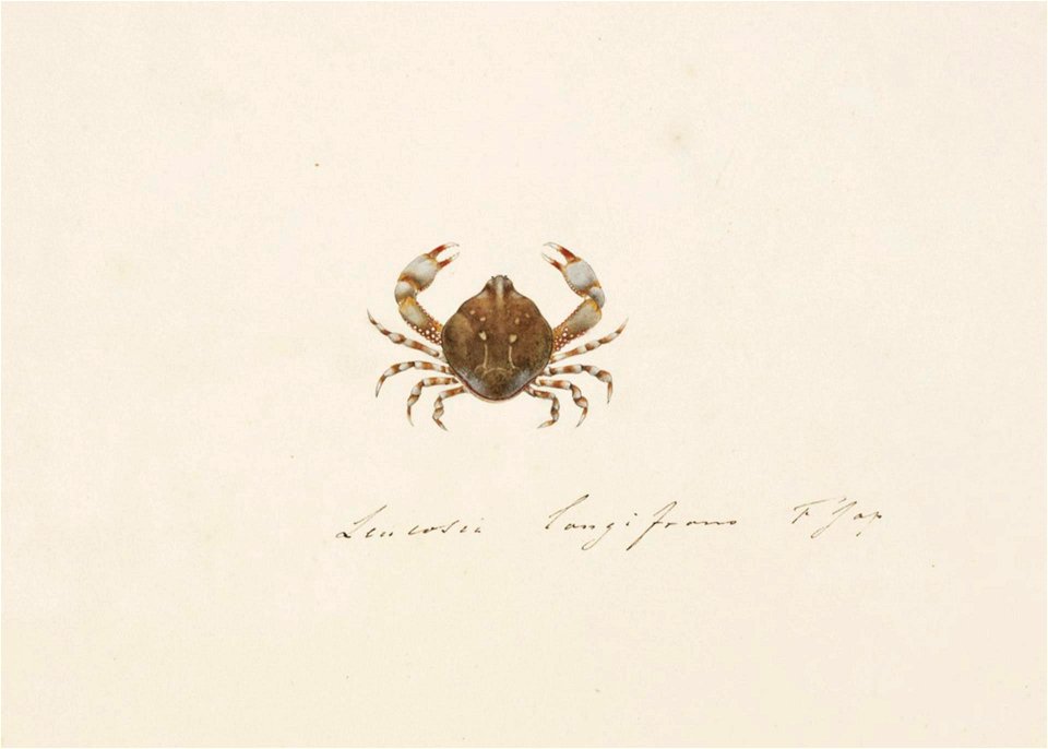 Naturalis Biodiversity Center - RMNH.ART.94 - Leucosia anatum - Kawahara Keiga - 1823 - 1829 - Siebold Collection - pencil drawing - water colour