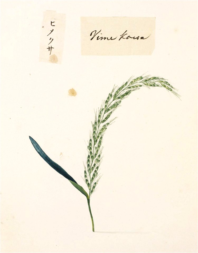 Naturalis Biodiversity Center - RMNH.ART.679 - Unidentified plant - Kawahara Keiga - 1823 - 1829 - Siebold Collection - pencil drawing - water colour