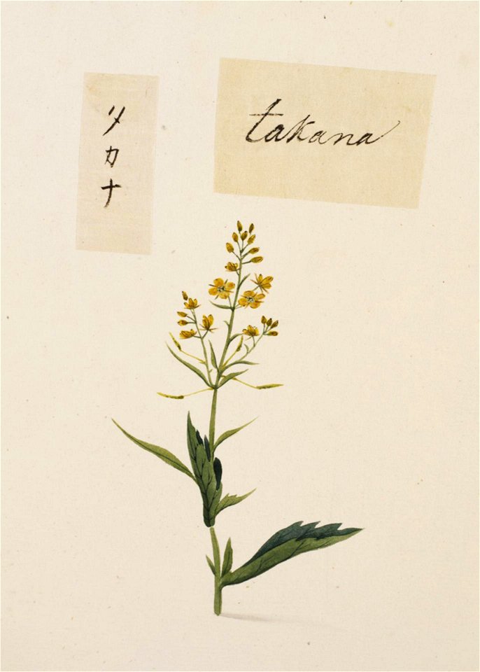 Naturalis Biodiversity Center - RMNH.ART.710 - Brassica juncea var integrifolia - Kawahara Keiga - 1823 - 1829 - Siebold Collection - pencil drawing - water colour