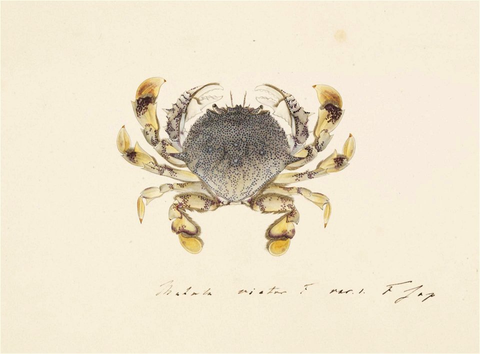 Naturalis Biodiversity Center - RMNH.ART.84 - Matuta lunaris - Kawahara Keiga - 1823 - 1829 - Siebold Collection - pencil drawing - water colour