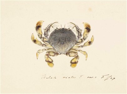 Naturalis Biodiversity Center - RMNH.ART.84 - Matuta lunaris - Kawahara Keiga - 1823 - 1829 - Siebold Collection - pencil drawing - water colour