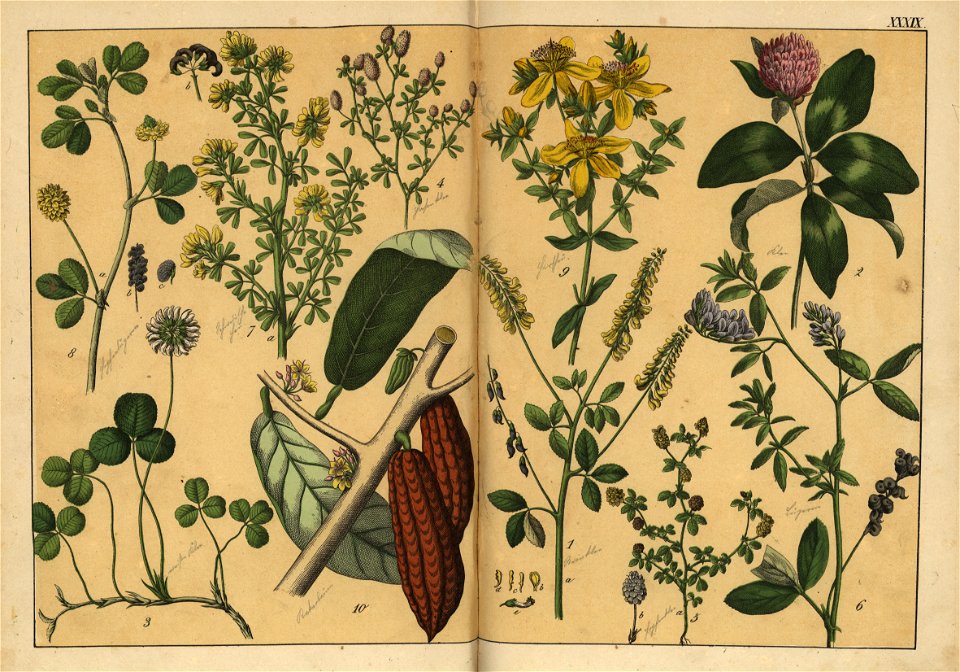Naturgeschichte des Pflanzenreichs, Eßlingen 1870 - Tafel 039