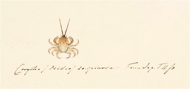 Naturalis Biodiversity Center - RMNH.ART.878 - Gomeza bicornis - Kawahara Keiga - 1823 - 1829 - Siebold Collection - pencil drawing - water colour