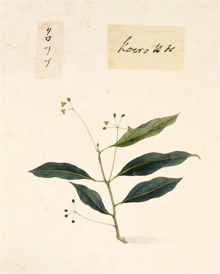 Naturalis Biodiversity Center - RMNH.ART.819 - Sapindus mukorossi - Kawahara Keiga - 1823 - 1829 - Siebold Collection - pencil drawing - water colour