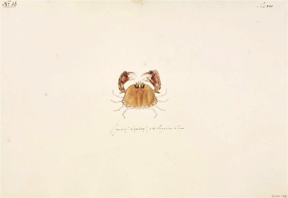 Naturalis Biodiversity Center - RMNH.ART.82 - Calappa philargius - Kawahara Keiga - 1823 - 1829 - Siebold Collection - pencil drawing - water colour