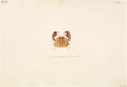 Naturalis Biodiversity Center - RMNH.ART.82 - Calappa philargius - Kawahara Keiga - 1823 - 1829 - Siebold Collection - pencil drawing - water colour