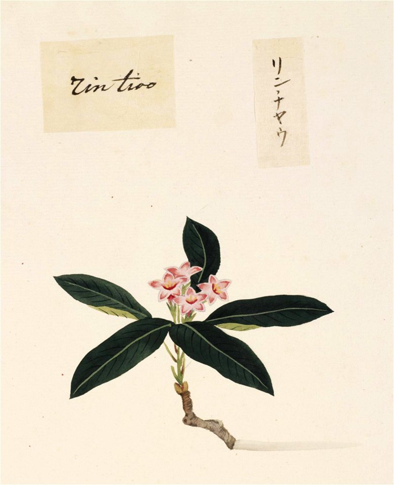 Naturalis Biodiversity Center - RMNH.ART.858 - Daphne odora - Kawahara Keiga - 1823 - 1829 - Siebold Collection - pencil drawing - water colour