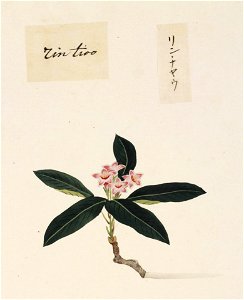 Naturalis Biodiversity Center - RMNH.ART.858 - Daphne odora - Kawahara Keiga - 1823 - 1829 - Siebold Collection - pencil drawing - water colour