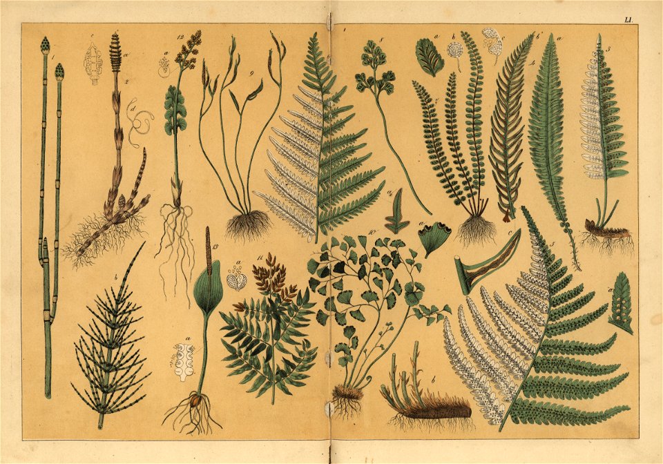 Naturgeschichte des Pflanzenreichs, Eßlingen 1870 - Tafel 051