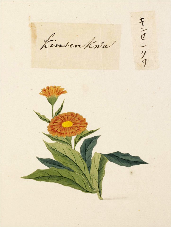 Naturalis Biodiversity Center - RMNH.ART.725 - Calendula officinalis L. - Kawahara Keiga - 1823 - 1829 - Siebold Collection - pencil drawing - water colour