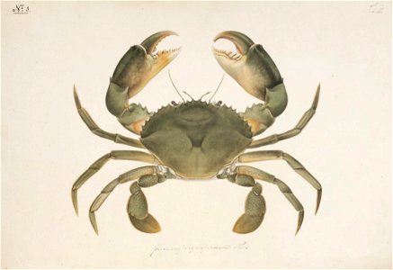 Naturalis Biodiversity Center - RMNH.ART.865 - Scylla serrata (Forskål) - Kawahara Keiga - 1823 - 1829 - Siebold Collection - pencil drawing - water colour