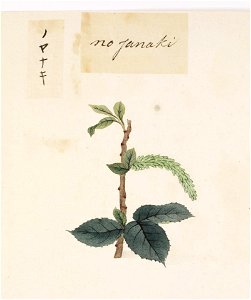 Naturalis Biodiversity Center - RMNH.ART.814 - Salix subopposita - Kawahara Keiga - 1823 - 1829 - Siebold Collection - pencil drawing - water colour