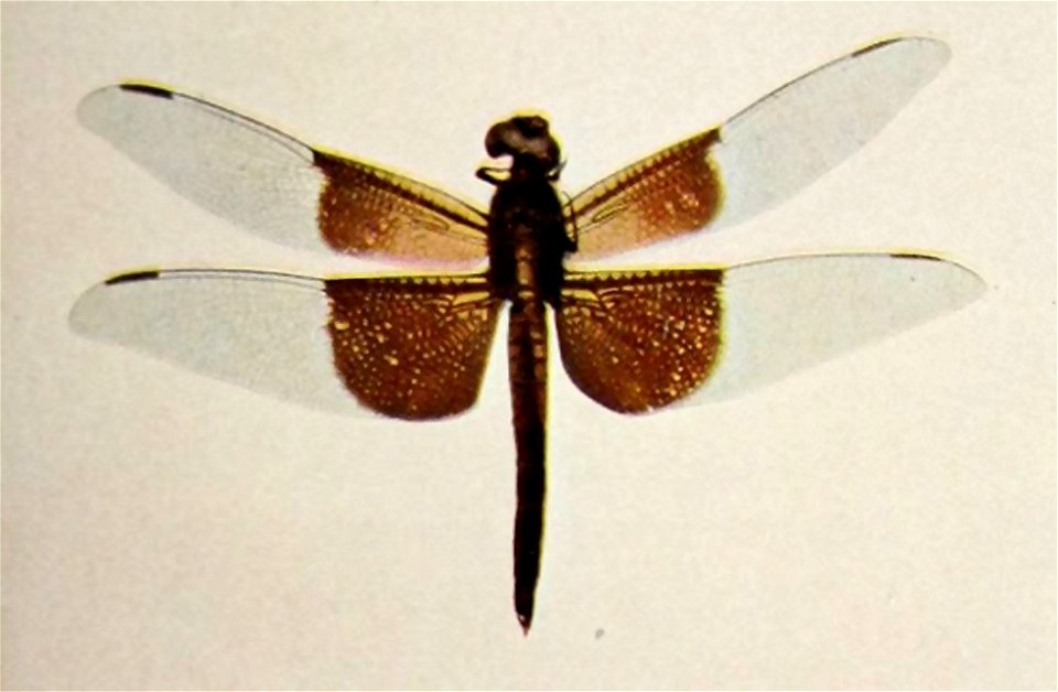 Nature neighbors - Libellula basalis