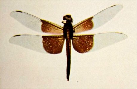 Nature neighbors - Libellula basalis