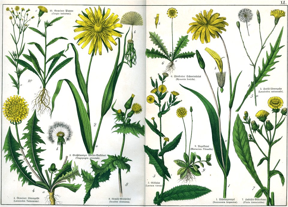 Naturgeschichte des Pflanzenreichs Tafel XL