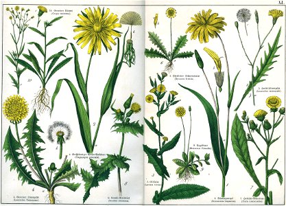 Naturgeschichte des Pflanzenreichs Tafel XL