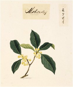 Naturalis Biodiversity Center - RMNH.ART.829 - Osmanthus - Kawahara Keiga - 1823 - 1829 - Siebold Collection - pencil drawing - water colour. Free illustration for personal and commercial use.